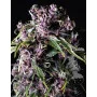 Purple Feminised